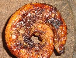 receta559