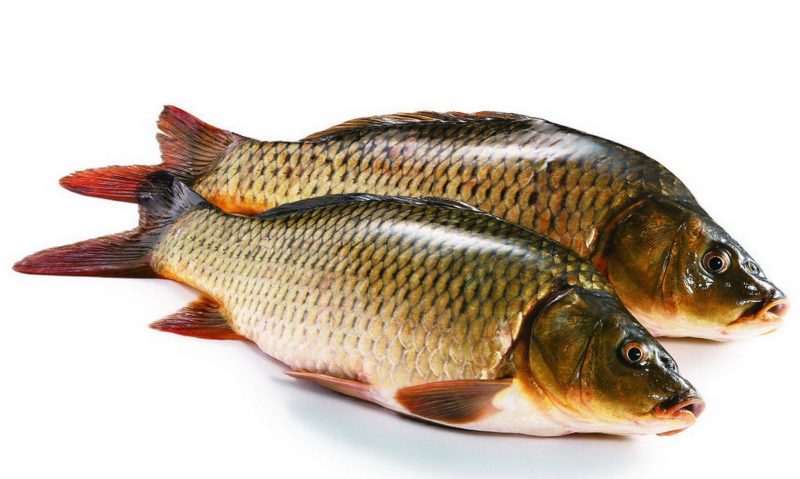 El pez carpa sus - Recetas carnes deliciosas