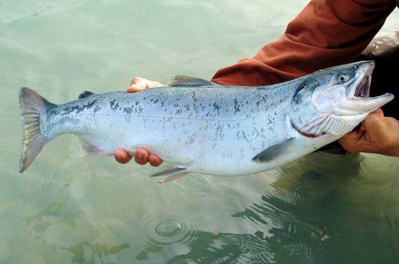 salmon caracteristicas