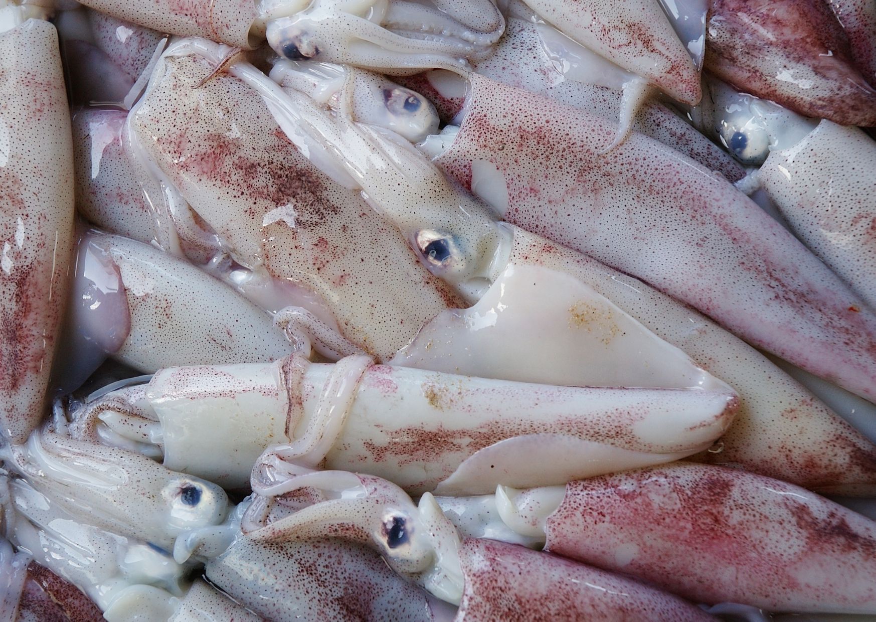 Calamares, chipirones, características principales y como se limpian