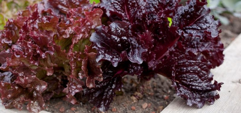 Ensalada de lechuga morada, queso y hierbas