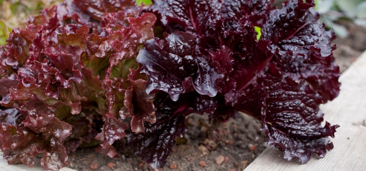 Ensalada de lechuga morada, queso y hierbas